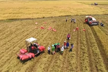 Sản xuất lúa ở đồng bằng sông Cửu Long (Ảnh minh họa: Bá Dũng).