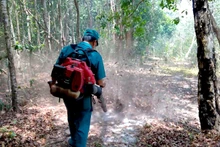 Cán bộ Khu Bảo tồn thiên nhiên Tà Kóu, huyện Hàm Thuận Nam (Bình Thuận) dùng máy thổi dọn băng nhằm giảm nguy cơ cháy lan rộng. Ảnh: ĐÌNH CHÂU
