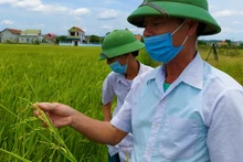 Ông Nguyễn Mạnh Tăng nhổ một khóm lúa von trong ô ruộng của mình.