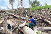 Một trong những vị trí rừng phòng hộ đầu nguồn sông Trà Bương tại thôn Tân Thành, xã Sơn Hội, huyện Sơn Hòa vừa bị chặt phá còn ngổn ngang cây rừng.