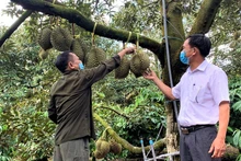 Một nhà vườn ở xã Ea Yông, huyện Krông Pắc kiểm tra vườn sầu riêng chuẩn bị bước vào thu hoạch.