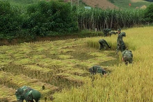 Cán bộ, chiến sĩ Đồn Biên phòng Phiêng Pằn giúp bà con gặt lúa.