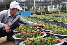 Ông Trương Văn Nhung, ấp Hội Gia, xã Mỹ Phong, TP Mỹ Tho (Tiền Giang) chăm sóc số ít hoa cúc Hà Lan mà gia đình trồng được.