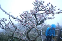 Sương giá xuất hiện ở núi Halla trên đảo Jeju, Hàn Quốc khi nhiệt độ giảm xuống gần 0 độ C trong sáng 17/10. (Ảnh: Yonhap)