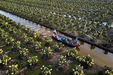 Một vùng trồng thanh long theo tiêu chuẩn Global GAP ở xã Thạnh Tân (huyện Tân Phước).