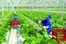 Sự phát triển của hợp tác xã tạo ra sức mạnh đa chiều phát triển kinh tế.