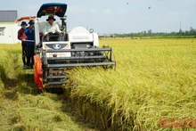 Bà con nông dân tỉnh Sóc Trăng thu hoạch lúa hè thu. (Ảnh NGUYỄN PHONG)