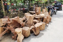 Gỗ pơ mu bị lực lượng chức năng thu giữ.