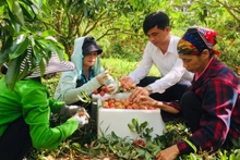 Nông dân Lục Ngạn (Bắc Giang thu hoạch vải thiều. Ảnh: Báo Bắc Giang.
