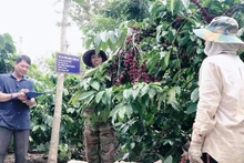 Toàn bộ cà-phê trong vùng sản xuất ứng dụng công nghệ cao tại xã Thuận An được thu hái theo quy trình kỹ thuật riêng, đạt độ chín hơn 85% trở lên.