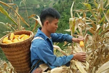Nông dân xã Co Mạ, huyện Thuận Châu tỉnh Sơn La thu hoạch ngô.