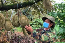 Nông dân huyện Krông Pắc kiểm tra vườn sầu riêng trước khi thu hoạch.