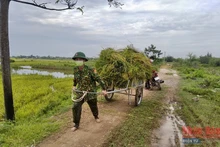 Bộ đội Biên phòng giúp dân tuốt lúa và vận chuyển về từng gia đình.