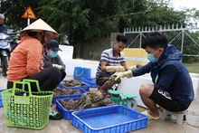 Tôm hùm ở Phú Yên chết hàng loạt, người nuôi thiệt hại lớn