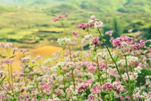 Hoa tam giác mạch nơi cao nguyên đá. Ảnh: TĂNG HỒNG QUÂN.