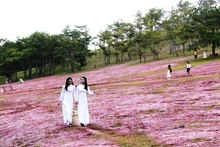 Trên thảo nguyên hồng.
