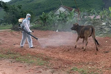 Công tác kiểm soát dịch bệnh trong nông nghiệp, thủy sản, trồng trọt, chăn nuôi là vô cùng quan trọng. (Ảnh minh họa)