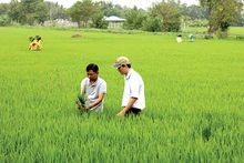 Cách chương trình hợp tác của Trung tâm khuyến nông và các đơn vị khác của Bộ góp phần tăng hiệu quả công tác khuyến nông. ( Ảnh minh họa).