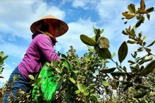 Người dân Cao Quảng thu hoạch sim. (Ảnh: CTV)