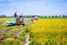 Vụ Hè thu lúa chín đến đâu, nông dân cần tranh thủ thu hoạch đến đó, với phương châm “xanh nhà hơn già đồng” .