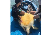 Cá thể rùa biển quý hiếm được ngư dân Phú Quý chở ra cách bờ khoảng 5 hải lý thả về đại dương.