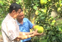 Người dân huyện Mai Sơn, tỉnh Sơn La kiểm tra sinh trưởng, phát triển cây bưởi. (Ảnh: QUỐC TUẤN)