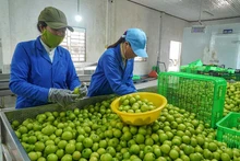 Công nhân Công ty TNHH Sản xuất, thương mại, dịch vụ Ba Mọi, huyện Ninh Phước (Ninh Thuận) phân loại, chọn quy cách quả táo trồng theo hướng VietGap sau thu hoạch để cung ứng cho thị trường trên cả nước. 