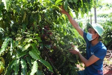 Vườn cà-phê gia đình anh Vũ Văn Hanh (làng Út 1, xã Ia Hrung, huyện Ia Grai) đến thời kỳ chín rộ nhưng thiếu nhân công thu hoạch. (Ảnh: Minh Nguyễn)