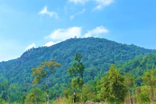 Rừng Pơ-mu nguyên sinh phần lớn nằm ở độ cao 1.600m dọc núi Chư Yang Sin, xã Yang Mao, huyện Krông Bông do Công ty TNHH MTV lâm nghiệp Krông Bông quản lý cần được bảo vệ nghiêm ngặt. 