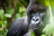 Hình ảnh một con khỉ đột núi trưởng thành trong Vườn quốc gia Volcanoes, Rwanda.