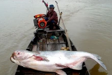 Ca tra dầu sông Mê Công cũng đang bị đe dọa nghiêm trọng.
