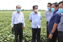 Bộ trưởng Lê Minh Hoan thăm cánh đồng trồng khoai lang tại huyện Bình Tân, tỉnh Vĩnh Long. 