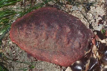 Loài nhuyễn thể chiton có màu nâu đỏ và hình dạng hơi giống tảng thịt. Ảnh: Đại học Northwestern.