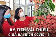 Kỳ tích vải thiều giữa đại dịch Covid-19