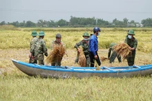 Bộ đội giúp dân thu hoạch lúa.