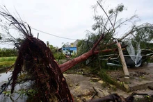 Cây xanh bị bật gốc khi bão Grace đổ bộ vào thị trấn Tecolutla, bang Veracruz, Mexico ngày 21/8/2021. (Ảnh: Reuters)