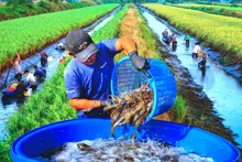 Nông dân xã Trí Phải (huyện Thới Bình) thu hoạch tôm càng trên đồng lúa hữu cơ. (Ảnh: Văn Đời - Cà Mau).