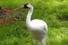 Loài sếu quý hiếm whooping crane. Ảnh: Pixabay.