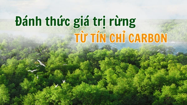 Đánh thức giá trị rừng từ tín chỉ carbon