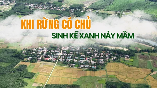 Khi rừng có chủ - Sinh kế xanh nảy mầm