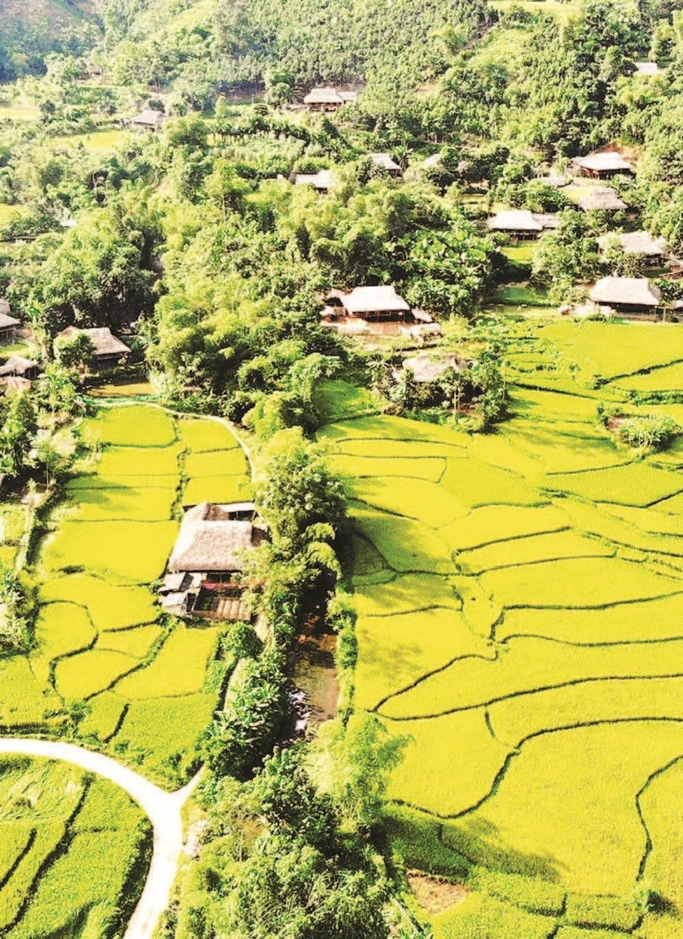 Những nếp nhà sàn truyền thống của người Tày nép mình dưới tán rừng xanh và sắc vàng mùa lúa chín. td-14-6-moi-18h52-121.jpg