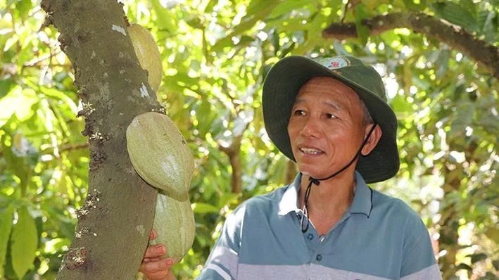 Ông Trần Như Phong (xã Nghĩa Thành, Thành phố Hồ Chí Minh) làm giàu từ trồng ca cao.