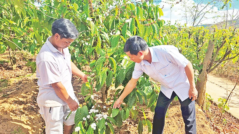 Ông A Đliêu (bên trái) chia sẻ với cán bộ địa phương về hiệu quả từ chuyển đổi cây trồng.