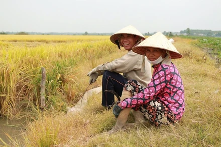 Nông dân Tây Ninh với niềm vui được mùa. (Ảnh CTV)