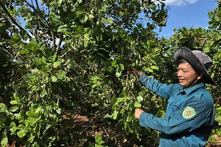 Người dân ở xã Phú Riềng (Đồng Nai) chăm sóc cây điều trong thời kỳ ra hoa, đậu trái vụ đầu năm 2026.