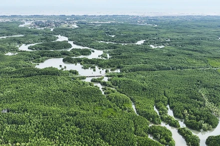 Một góc rừng ngập mặn Cần Giờ. (Ảnh: THẾ ANH)