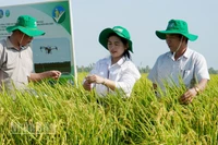 Mô hình trồng lúa theo Đề án 1 triệu ha tại tỉnh An Giang.