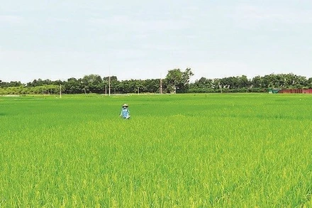 Trên nhiều diện tích gieo cấy sớm, lúa đã lên xanh tốt.