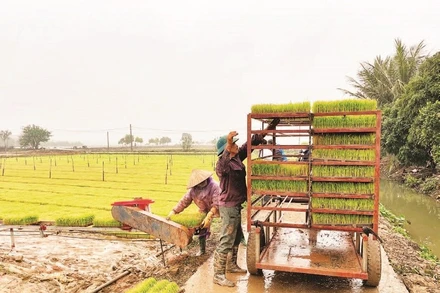 Nông dân xã Bình Giang sản xuất mạ khay để cấy lúa vụ xuân bằng máy.