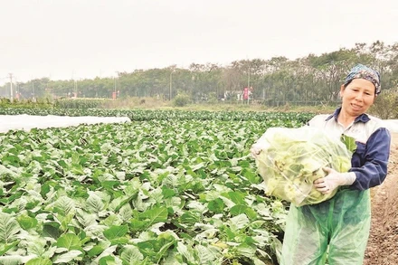 Hiện nay, phụ nữ vẫn chiếm đa số trong cơ cấu lao động sản xuất nông nghiệp.